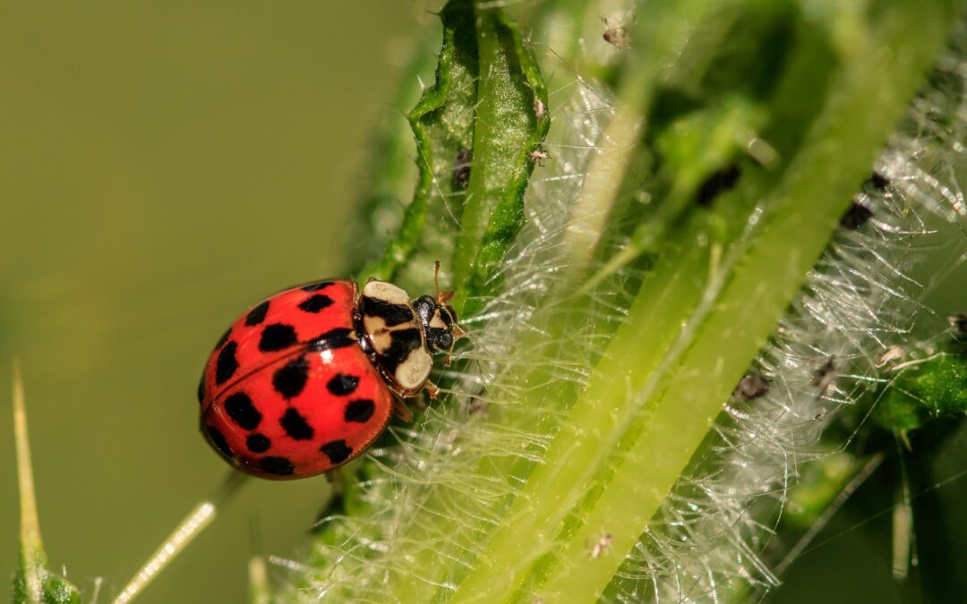 ladybug-3442106_1920